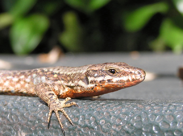 Podarcis muralis - livrea nuziale